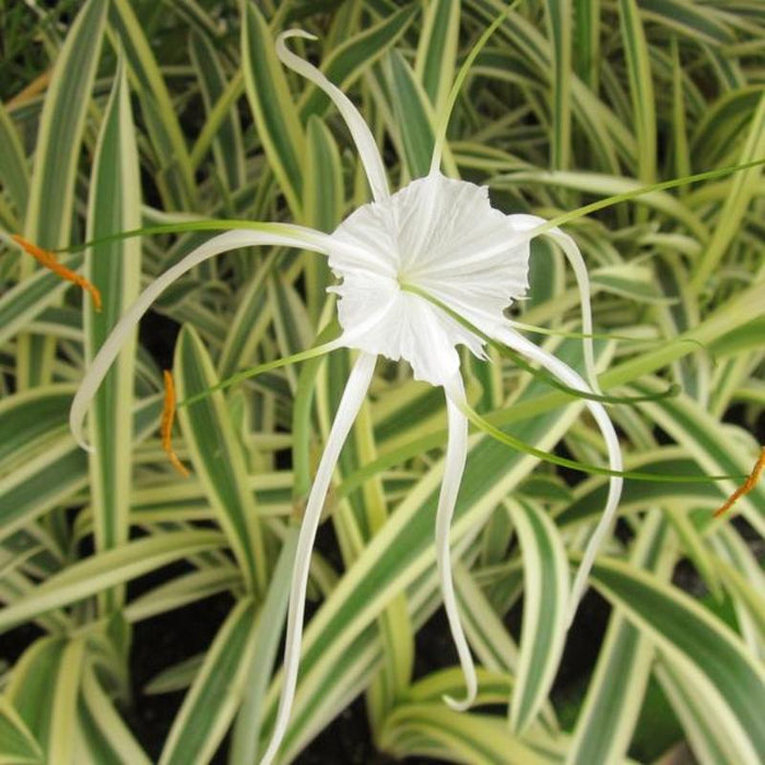 Variegated Spider Lily - Flowering Plants