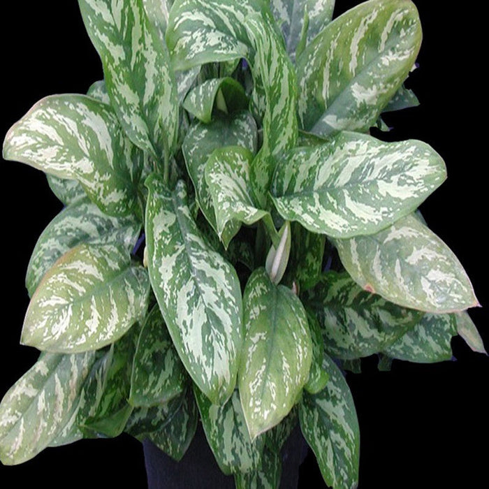 Aglaonema Malay Beauty - Indoor Plants