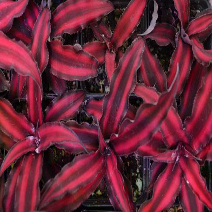 Cryptanthus Red - Indoor Plants