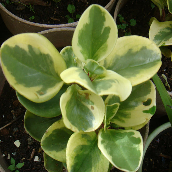 Peperomia Variegated - Indoor Plants