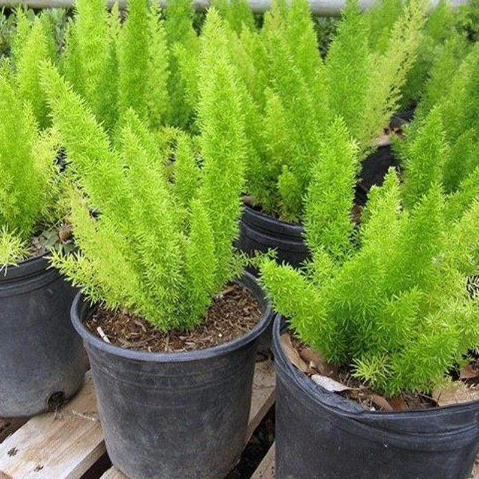 Fox Tail Asparagus/Asparagus Meyeri - Indoor Plants