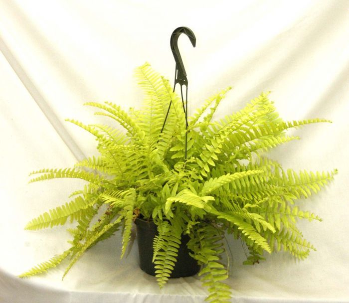 Golden Boston Fern - Indoor Plants