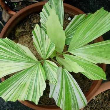 Beautiful Variegated Clumping Fish Tail Palm - Caryota Mitis Variegata for Sale
