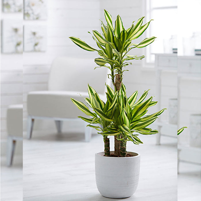 Yellow Dracaena - Indoor Plants