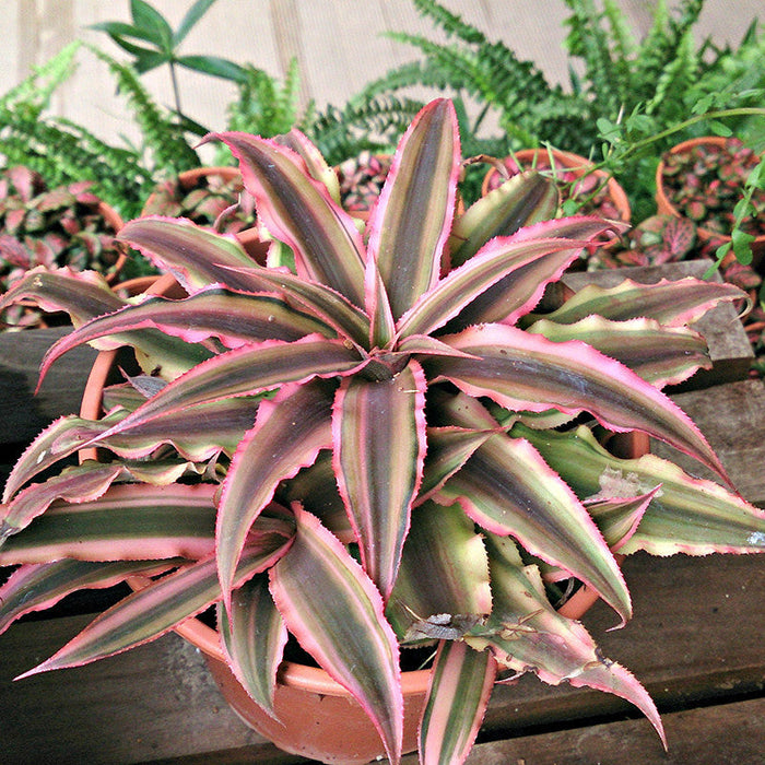 Cryptanthus Red - Indoor Plants
