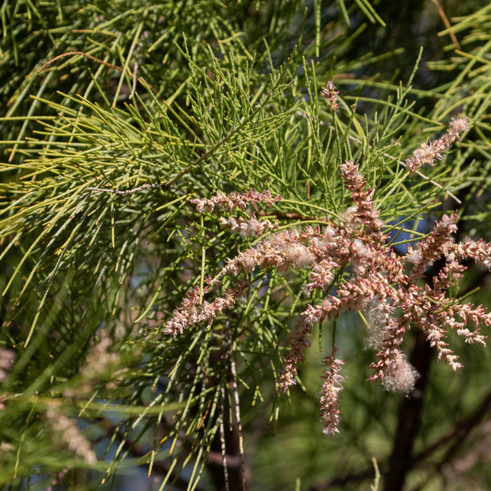 Premium Athel Tamarisk (Salt Cedar) - Vibrant, Hardy Desert Tamarisk Plant for Your Landscape