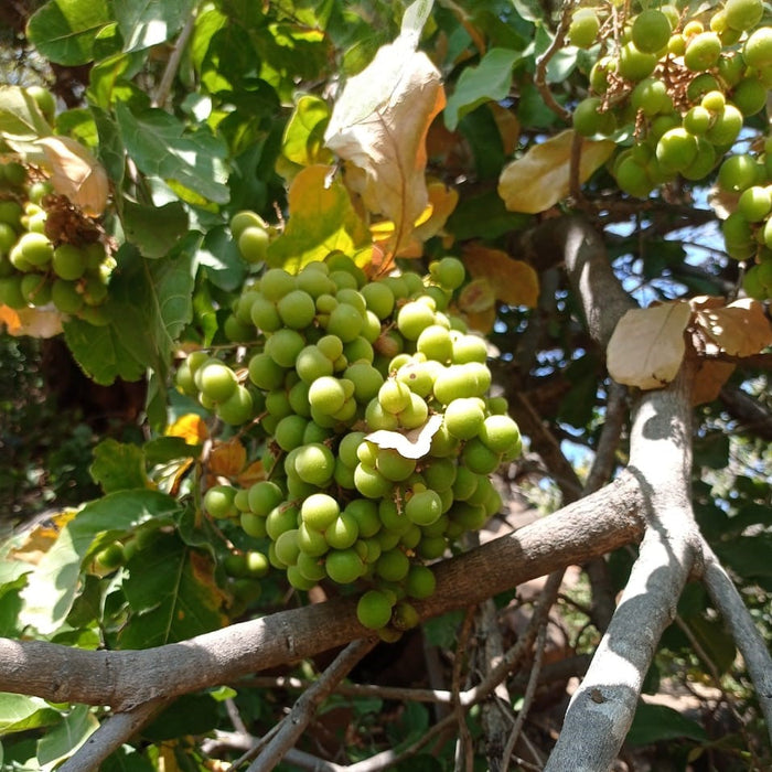 Organic Sapindus Mukorossi and Ritha Soapberry Plants - Get Yours Today!