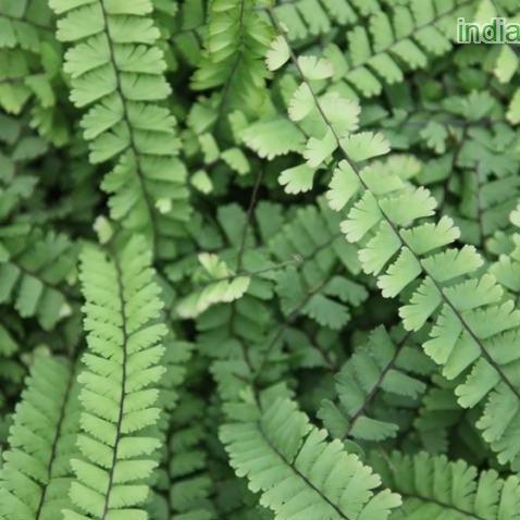 Adiantum capillus-veneris | The Majestic Maidenhair Fern Plant