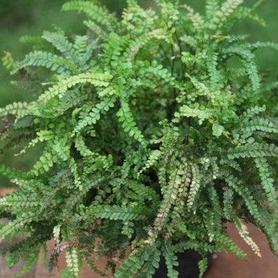 Adiantum hispidulum 'Brown Maiden Hair' Fern - The Tough & Hardy Fern for Your Garden