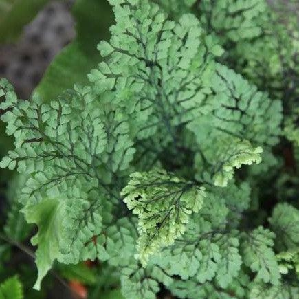 Adiantum Species Compacta | The Compact and Elegant Maiden Hair Fern Plant for Your Home