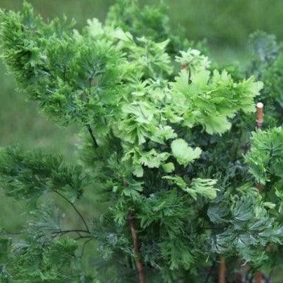 Finely Divided Adiantum Tenerum | The Elegant Maiden Hair Plant