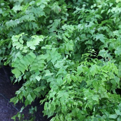 Adiantum trapeziforme Satin Dwarf | The Compact & Satiny Maiden Hair Fern Perfect for Small Spaces