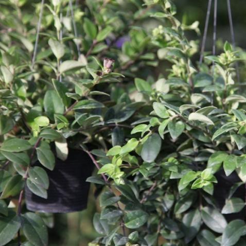 Bring the Beauty of Aeschynanthus Species into Your Home