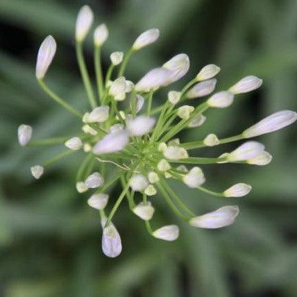 Dwarf African Lily of the Nile (Agapanthus africanus minor) - The Perfect Miniature for Your Garden