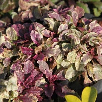 Variegated Ajuga Reptans | A Striking and Low-Maintenance Ground Cover Plant