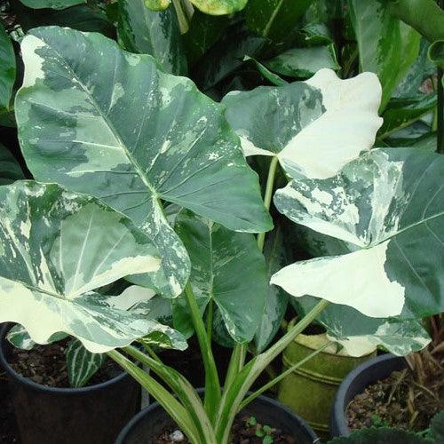 Giant Alocasia Elephant Ears Variegated | The Ultimate Statement Plant for Your Home