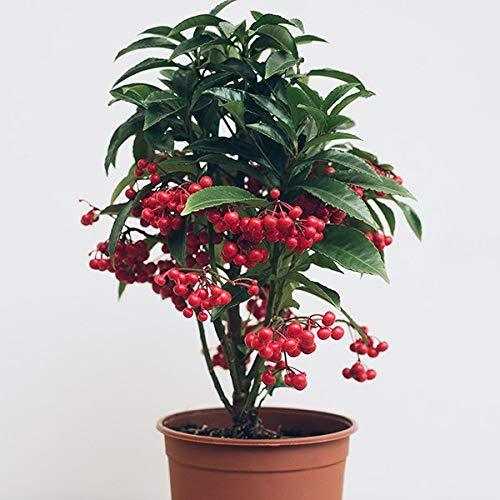 The Vibrant and Eye-Catching Ardisia Crenata - Coral Berry Plant