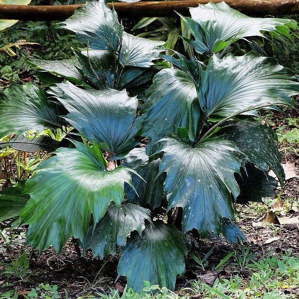 Discover the Beauty and Versatility of Arenga Hookeriana | The Ultimate Exotic Palm for Your Landscape