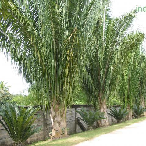 Discover the Nutritional Benefits of the Sugar Palm Fruit - Arenga pinnata