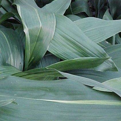 Sturdy and Low Maintenance Cast Iron Plants | Aspidistra elatior and A. lurida for Sale