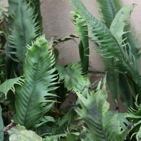 Striking Fimbriated Birds Nest Fern - Asplenium nidus fimbriatum - Buy Now!