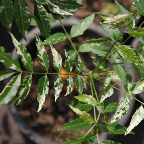 Buy Variegated Neem Tree - Add a Touch of Color to Your Garden Today!