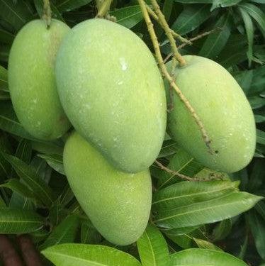 High-Quality Benishan Mangoes from Banganapalle - Fresh and Sweet, Order Today!