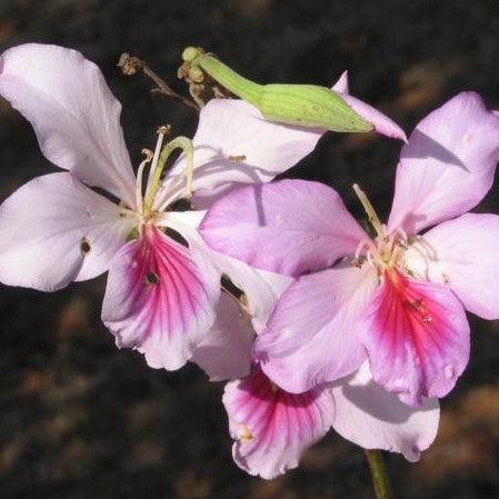 Purple Orchid Tree (Bauhinia variegata or Phanera variegata) - The Poor Man's Orchid Plant for Sale