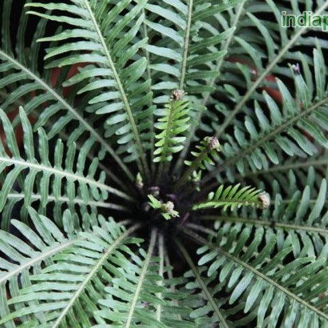 Discover the Magic of Pygmy Tree Fern: Get Your Blechnum Gibbum Today!