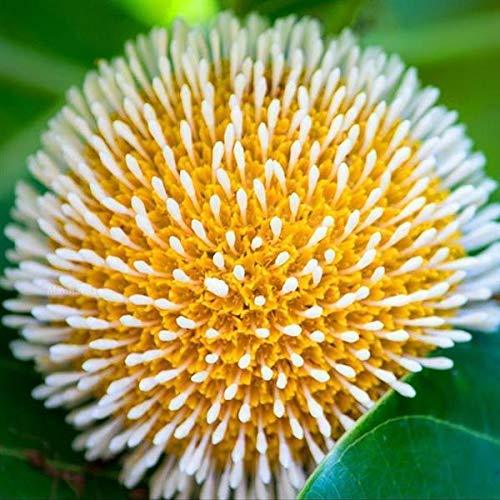Buy Fresh and Healthy Cadamba/Burflower/Kadam/Kadamba Tree - A Perfect Addition to Your Garden!