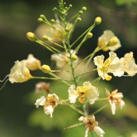 Pride of Barbados (Caesalpinia pulcherima cretica) Plant for Sale