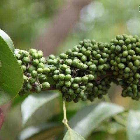 Buy Live Chilla Plant (Casearia tomentosa) for Your Garden - Shop Now!
