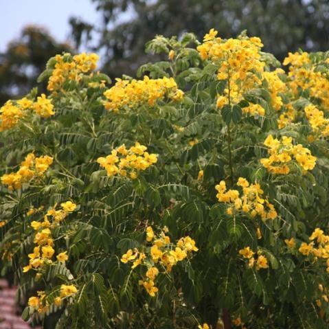 Beautiful Cassia and Senna Trees for Your Garden - Scrambled Eggs Tree Included