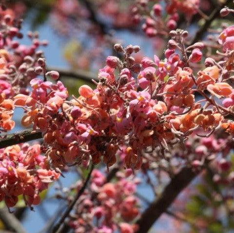 Beautiful Pink Shower: Cassia Grandis (Senna Grandis) - Horse Cassia Plant for Sale