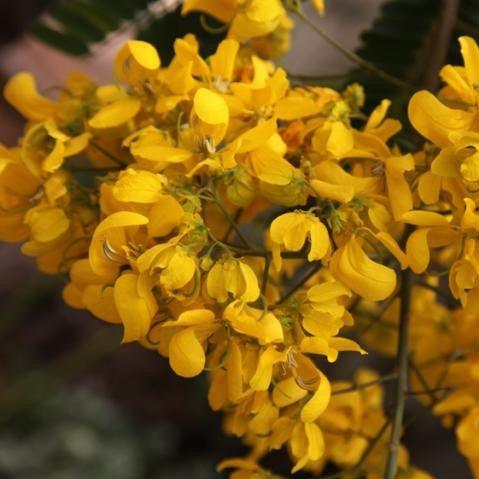 Buy November Shower Plant - Cassia multijuga or Senna multijuga for Sale Online