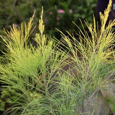 Grow Your Garden with the Golden Charm of Casuarina equisetifolia aurea