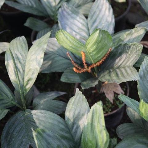 Bring a Touch of Glamour to Your Home with the Chamaedorea Metallica - The Metallic Palm Plant