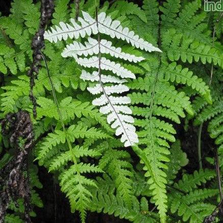 Bring Home the Beauty of Nature with Common Silver Fern - Cheilanthus parinosa