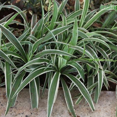 Buy St. Bernards Lily (Chlorophytum bichetii) - The Perfect Houseplant for Your Home