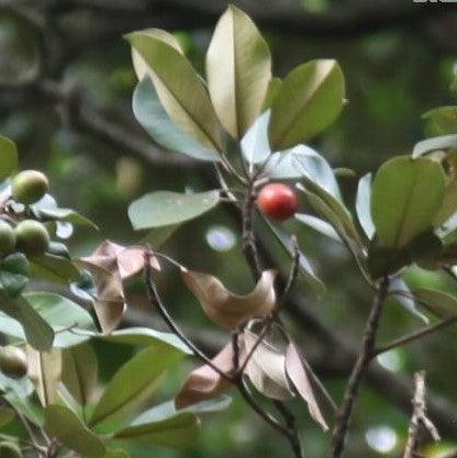 Buy Golden Leaf Tree - Chrysophyllum cainito, Roxburghii, Achras caimito - Star Apple, Cainito, Abiaba, Pomme De Lait, Estrella, Sterappel