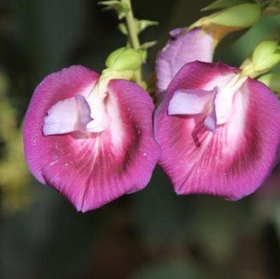 Beautiful Clitoria Fairchildiana - Add Elegance to Your Garden Today