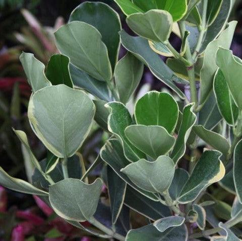 Stunning Clusia Marginata Plant for Sale - Add a Touch of Elegance to Your Garden
