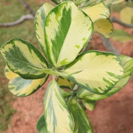 Striking Beauty | Shop Our Clusia Rosea Variegata Plant for Sale