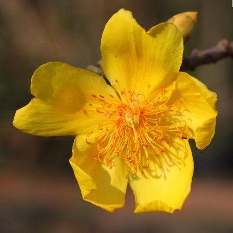 Stunning Cochlospermum Collection | Gossypium, Religiosum, Yellow Silk Cotton, Torchwood & Buttercup Trees for Sale