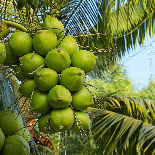 Coconut Dwarf High Yield Rare " Chennagi " Live Plant - Leaf Green Coconut Live Plant Rare ( 1 Healthy Live Fruit Plant )