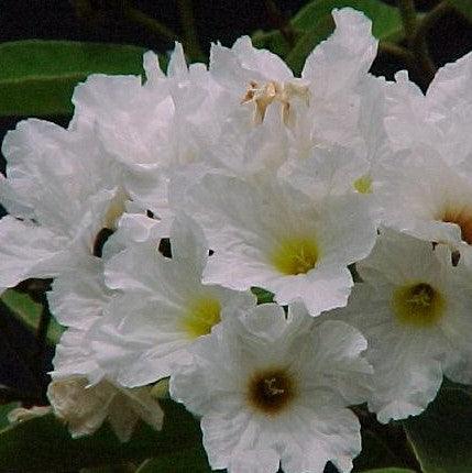 Exotic Tree Collection | Cordia Boissieri, Taxas Olive, Ancahvita, Cordia White Trees for Sale