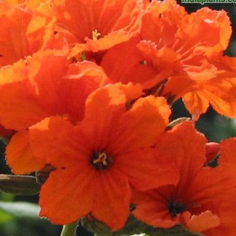 Buy Rare and Exotic Cordia sebestena, Geiger, Scarlet Cordia, Aloe Wood, Sebesten Plum, Lolu, Kou Haole Plants Online
