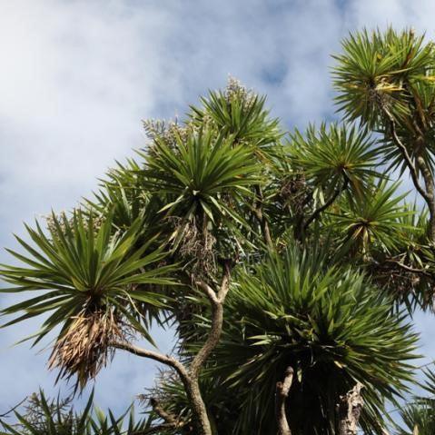 Buy Your Majestic Cordyline Australis (Cabbage Tree) Today - Add a Touch of Tropical Beauty to Your Garden!