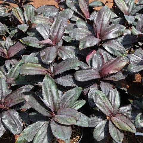 Experience the Bold Beauty of Cordyline Black Ruby Plant - Buy Now!