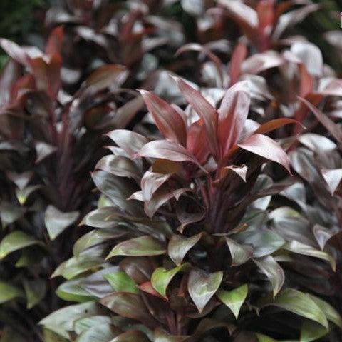 Buy Stunning Cordyline Compacta (Dracena Compacta) Plant Online - Perfect for Indoor & Outdoor Spaces